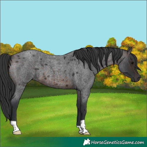 Horse Color:Brown Roan 