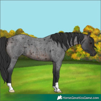 Horse Color:Brown Roan