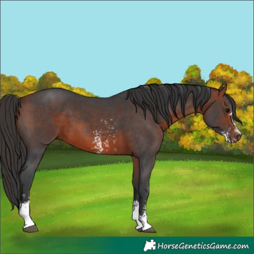 Horse Color:Bay Sabino 