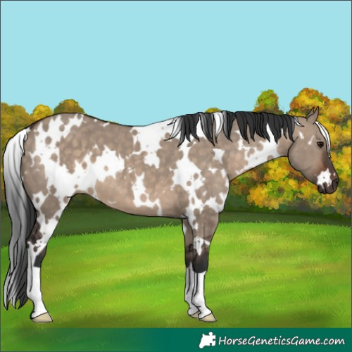 Horse Color:White Spotted Brown Dun 