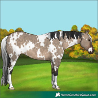 Horse Color:White Spotted Brown Dun