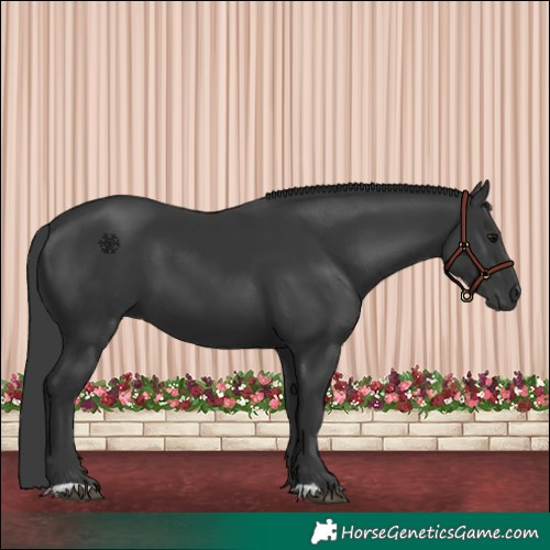 Horse Color:Black 