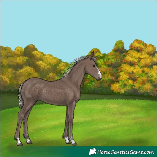 Horse Color:Silver Black 