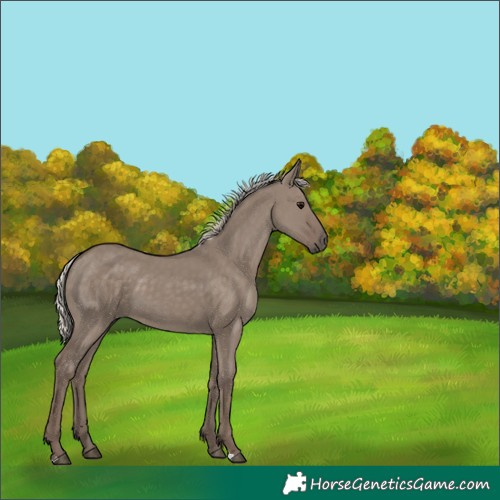 Horse Color:Silver Grullo 