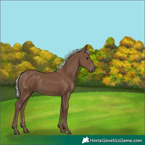 Horse Color:Silver Black 