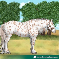 Horse Color:Gold Champagne Leopard and Gold Champagne Leopard