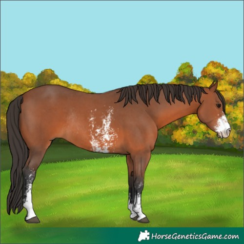 Horse Color:Bay Sabino Rabicano