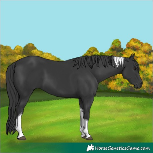 Horse Color:Black Tobiano