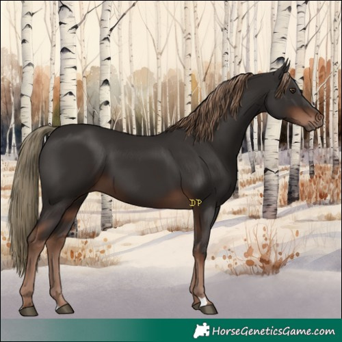Horse Color:Liver Chestnut 