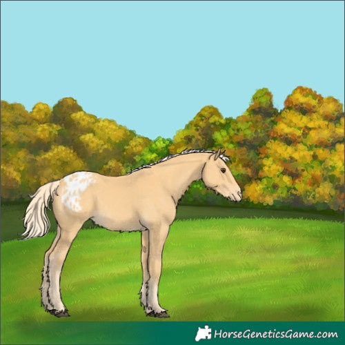 Horse Color:Palomino Appaloosa 