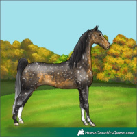 Horse Color:Buckskin Snowcap 