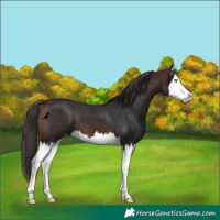 Horse Color:Brown Splash Varnish 