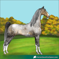 Horse Color:Buckskin Snowcap 