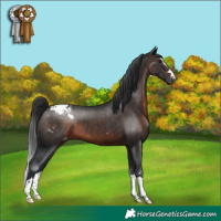 Horse Color:Brown Appaloosa 