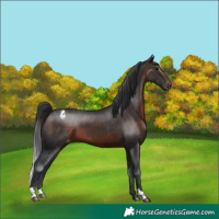 Horse Color:Brown Snowcap 