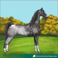 Horse Color:Smoky Black Appaloosa 
