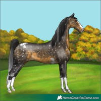 Horse Color:Buckskin Snowcap 