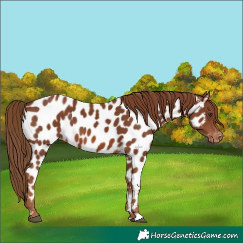 Horse Color:Chestnut Appaloosa 