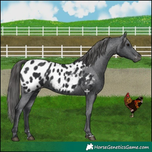 Horse Color:Black Near Leopard 
