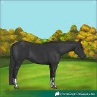 Horse Color:Black  and Black 