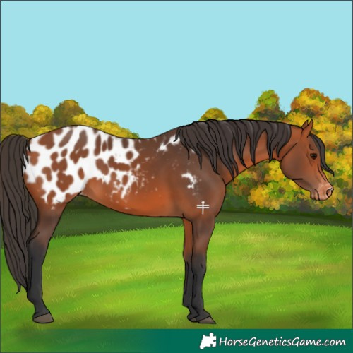 Horse Color:Bay Blanket 