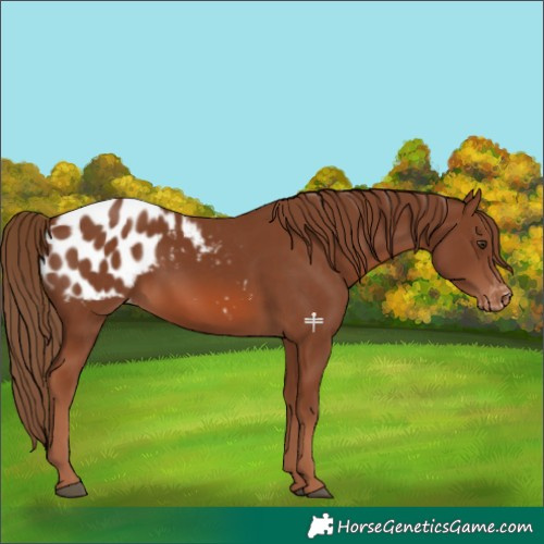 Horse Color:Chestnut Blanket 
