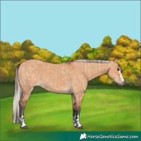 Horse Color:Bay Dun and Silver Bay Dun