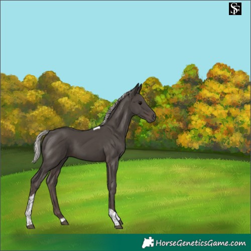 Horse Color:Silver Black Tobiano 