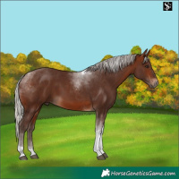 Horse Color:Silver Brown Tobiano