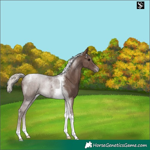 Horse Color:Silver Black Tobiano 