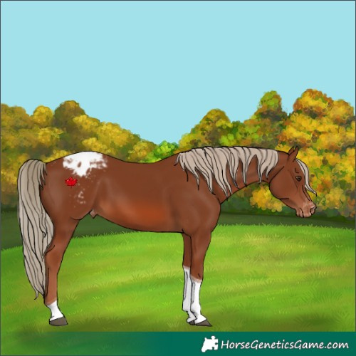 Horse Color:Chestnut Tobiano Varnish