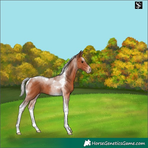 Horse Color:Silver Bay Tobiano