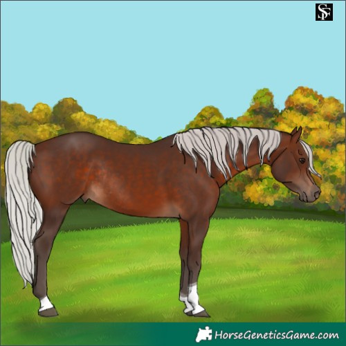 Horse Color:Silver Brown Tobiano Rabicano 