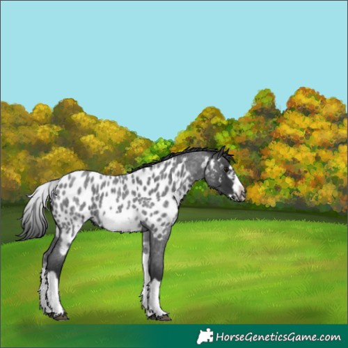 Horse Color:White Spotted Blue Roan Splash Frame Near Leopard 