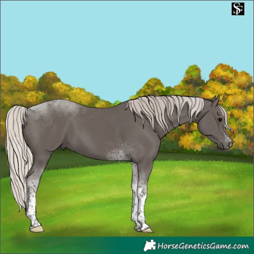 Horse Color:Silver Black Tobiano 