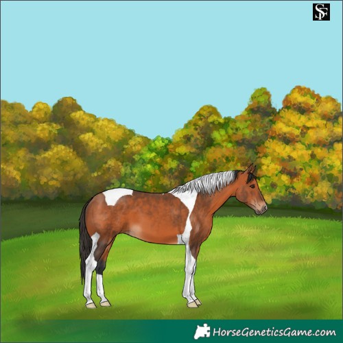 Horse Color:Bay Tobiano 