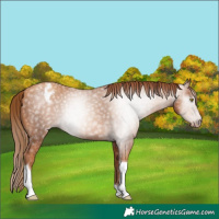 Horse Color:Gray Gold Champagne Tobiano Appaloosa