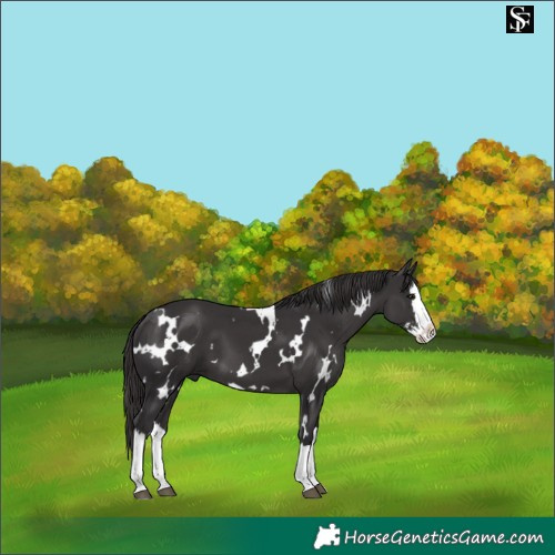 Horse Color:White Spotted Smoky Black Splash 