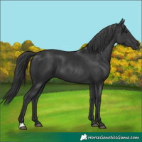 Horse Color:Black 