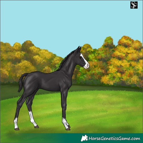 Horse Color:Smoky Black Splash 