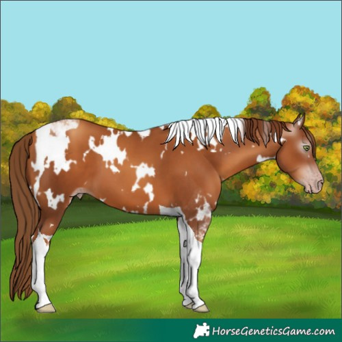 Horse Color:Gray White Spotted Gold Champagne Tobiano