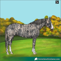 Horse Color:Smoky Creme Merle and Black Merle