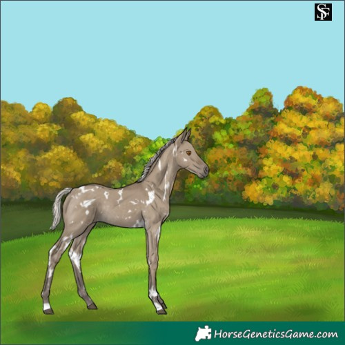 Horse Color:White Spotted Silver Smoky Grullo Rabicano