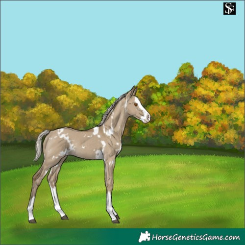 Horse Color:White Spotted Silver Smoky Grullo Splash Rabicano 