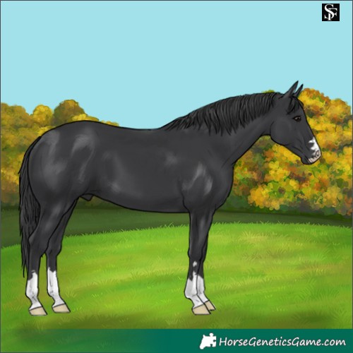 Horse Color:Black 