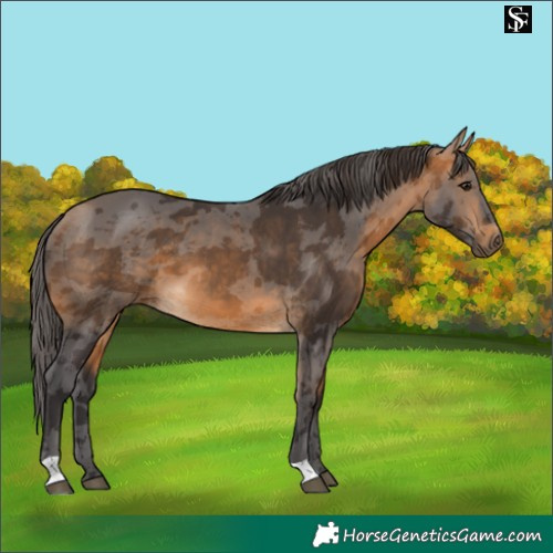 Horse Color:Buckskin Merle 
