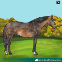 Horse Color:Buckskin Merle 