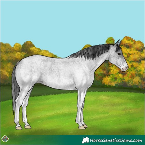 Horse Color:White Spotted Blue Roan 