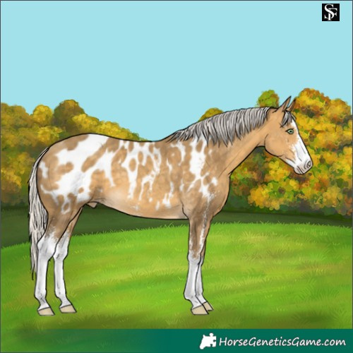 Horse Color:Silver Sable Cream Champagne Sabino Blanket 