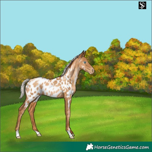 Horse Color:Gray Silver Sable Champagne Pearl Near Leopard 